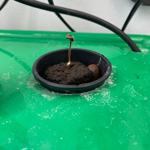 Celeste growlog timeline photo