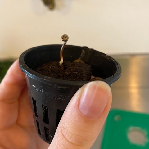 Celeste growlog timeline photo