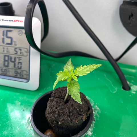 Celeste growlog timeline photo