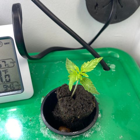 Celeste growlog timeline photo