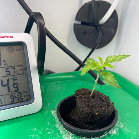 Celeste growlog timeline photo