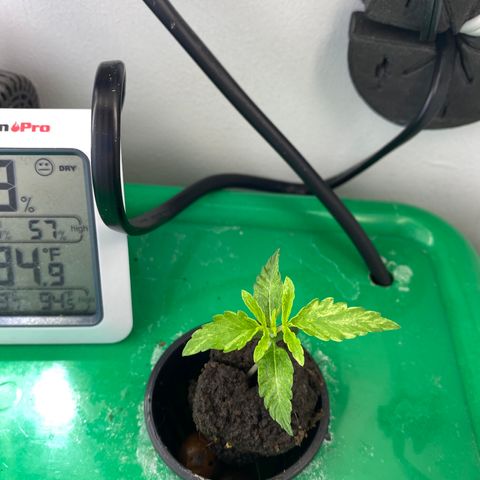 Celeste growlog timeline photo