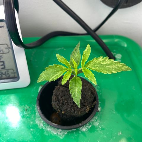 Celeste growlog timeline photo
