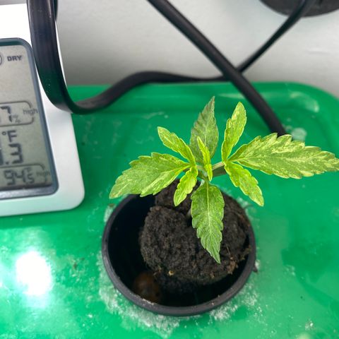 Celeste growlog timeline photo