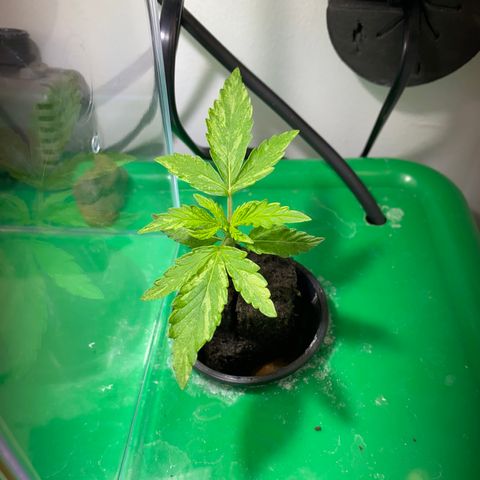 Celeste growlog timeline photo