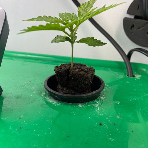 Celeste growlog timeline photo