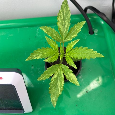 Celeste growlog timeline photo