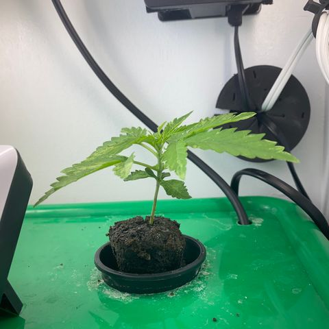 Celeste growlog timeline photo