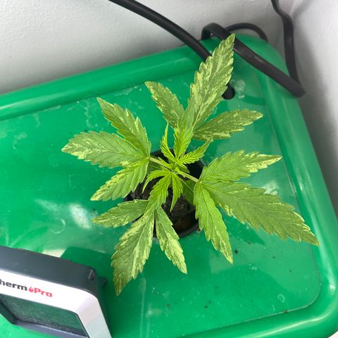 Celeste growlog timeline photo
