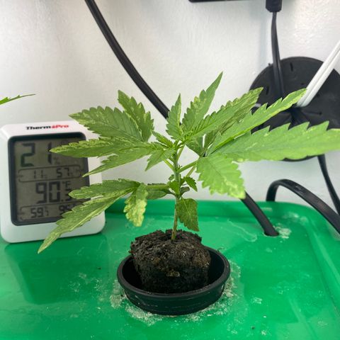 Celeste growlog timeline photo