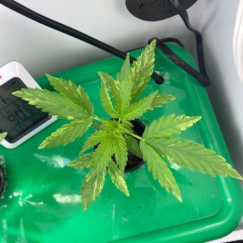Celeste growlog timeline photo