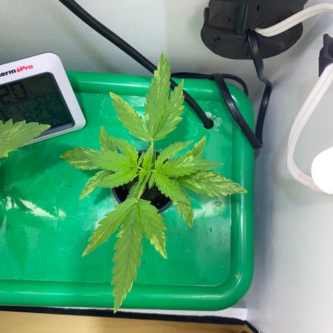 Celeste growlog timeline photo