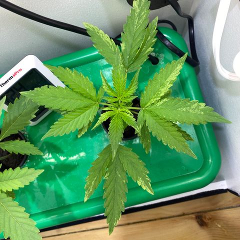 Celeste growlog timeline photo