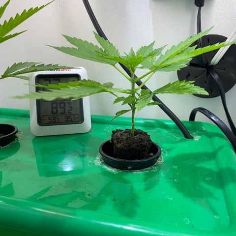 Celeste growlog timeline photo