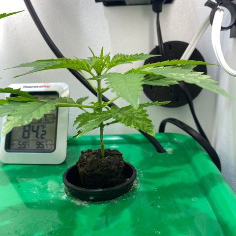 Celeste growlog timeline photo