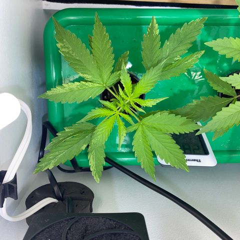 Celeste growlog timeline photo