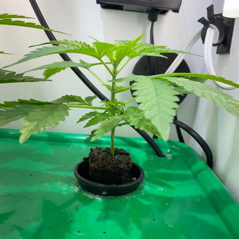 Celeste growlog timeline photo