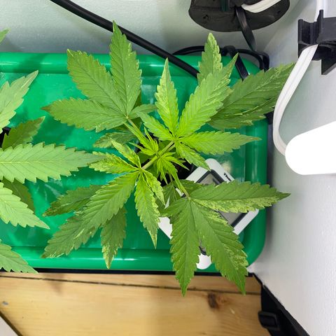Celeste growlog timeline photo