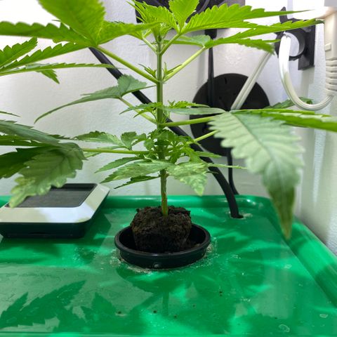 Celeste growlog timeline photo