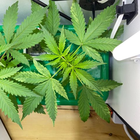 Celeste growlog timeline photo