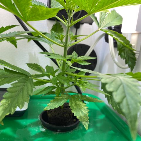 Celeste growlog timeline photo