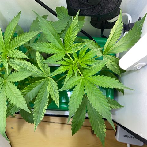 Celeste growlog timeline photo