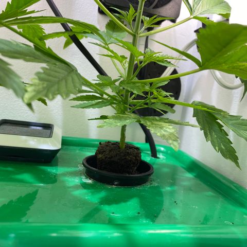Celeste growlog timeline photo