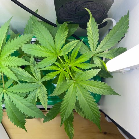 Celeste growlog timeline photo