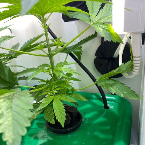 Celeste growlog timeline photo