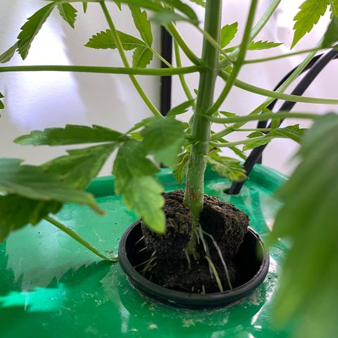 Celeste growlog timeline photo