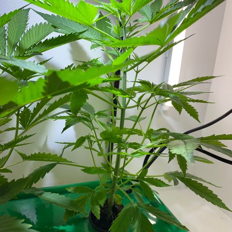 Celeste growlog timeline photo