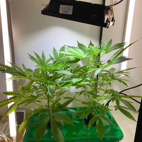 Celeste growlog timeline photo