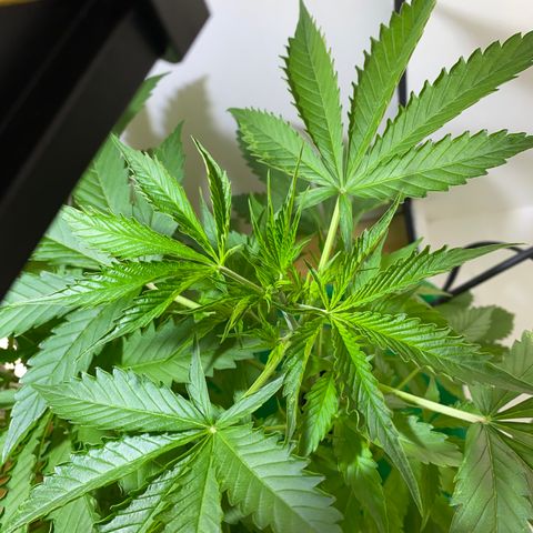 Celeste growlog timeline photo