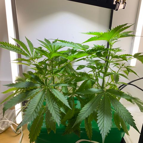 Celeste growlog timeline photo
