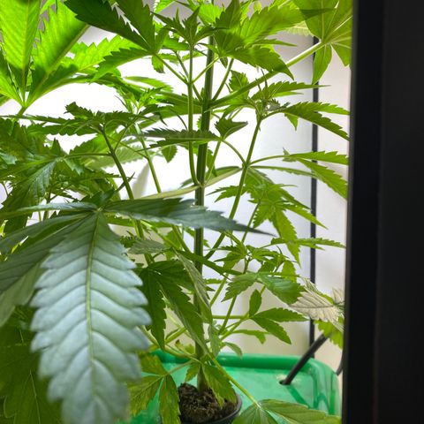 Celeste growlog timeline photo