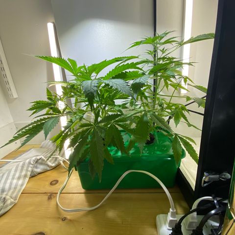 Celeste growlog timeline photo