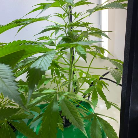 Celeste growlog timeline photo