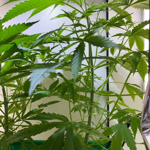 Celeste growlog timeline photo
