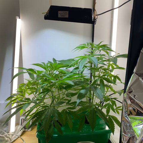 Celeste growlog timeline photo