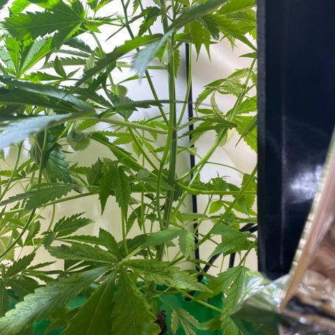 Celeste growlog timeline photo