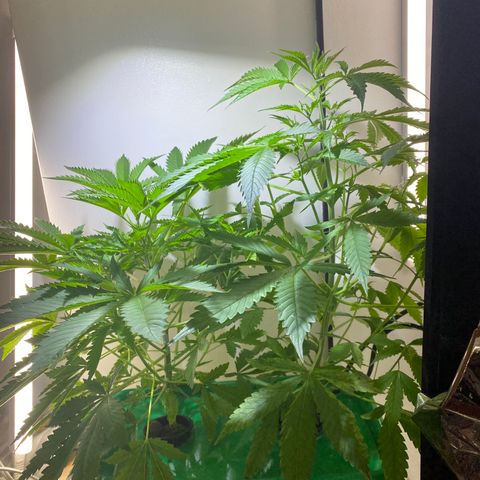 Celeste growlog timeline photo