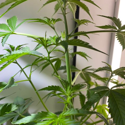 Celeste growlog timeline photo