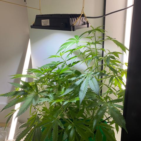 Celeste growlog timeline photo