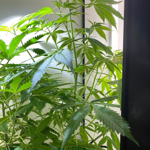 Celeste growlog timeline photo