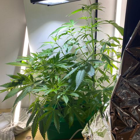 Celeste growlog timeline photo