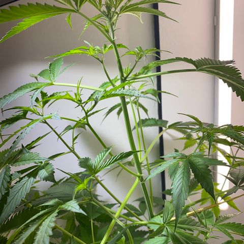 Celeste growlog timeline photo