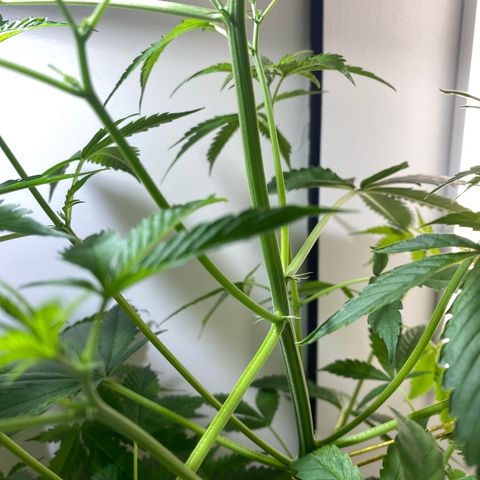 Celeste growlog timeline photo