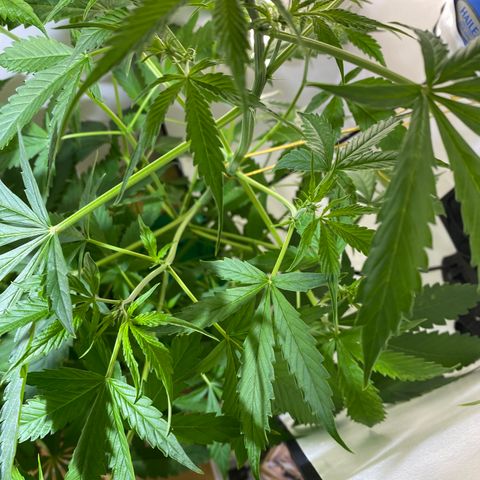Celeste growlog timeline photo