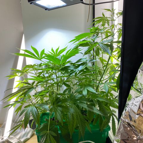 Celeste growlog timeline photo