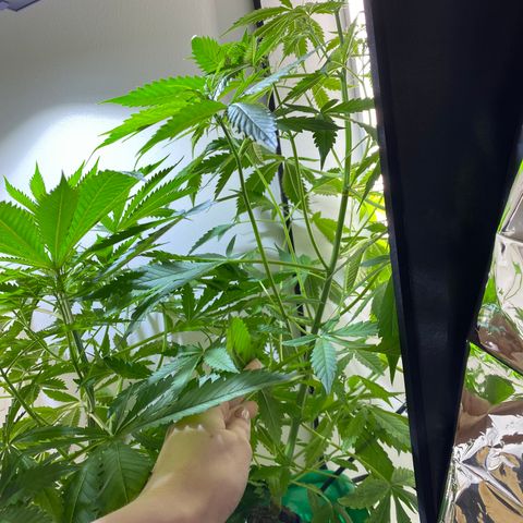 Celeste growlog timeline photo